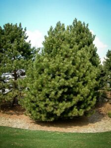 Сосна Чёрная (Pinus Nigra) купить по цене от 270.00р. в интернет-магазине «Посадика» с доставкой почтой в в Ленинск-Кузнецкийе и по всей России – [изображение №1].