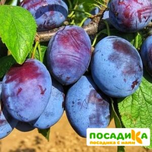 Слива Чачакская ранняя купить по цене от 229.00р. в интернет-магазине «Посадика» с доставкой почтой в в Ленинск-Кузнецкийе и по всей России – [изображение №1].