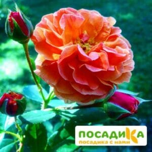 Роза Арабия купить по цене от 350.00р. в интернет-магазине «Посадика» с доставкой почтой в в Ленинск-Кузнецкийе и по всей России – [изображение №1].