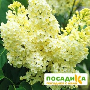 Сирень Примроуз (Primrose) купить по цене от 529.00р. в интернет-магазине «Посадика» с доставкой почтой в в Ленинск-Кузнецкийе и по всей России – [изображение №1].