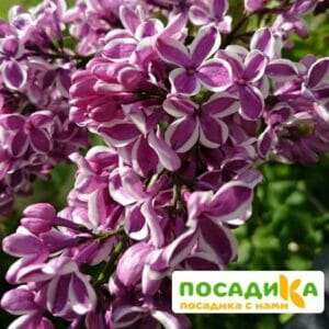 Сирень Сенсация купить по цене от 529.00р. в интернет-магазине «Посадика» с доставкой почтой в в Ленинск-Кузнецкийе и по всей России – [изображение №1].