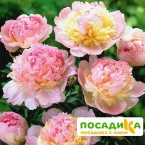 Пион Распберри Сандей (Paeonia Raspberry Sundae) купить по цене от 959р. в интернет-магазине «Посадика» с доставкой почтой в в Ленинск-Кузнецкийе и по всей России – [изображение №1].