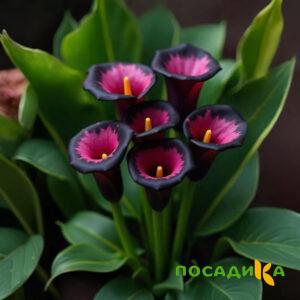 Калла Аура Лейс купить по цене от 400р. в интернет-магазине «Посадика» с доставкой почтой в в Ленинск-Кузнецкийе и по всей России – [изображение №1].