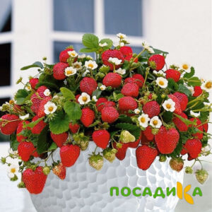 Клубника Рубиновый Шепот (горшечная) купить по цене от 240р. в интернет-магазине «Посадика» с доставкой почтой в в Ленинск-Кузнецкийе и по всей России – [изображение №1].