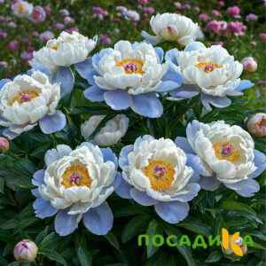 Пион акварельный Этюд купить по цене от 806р. в интернет-магазине «Посадика» с доставкой почтой в в Ленинск-Кузнецкийе и по всей России – [изображение №1].