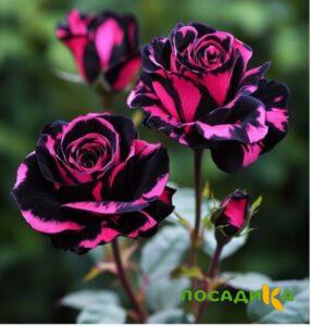 Роза Багровый Шепот купить по цене от 366р. в интернет-магазине «Посадика» с доставкой почтой в в Ленинск-Кузнецкийе и по всей России – [изображение №1].