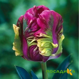 Тюльпан Экзотик Хэвен купить по цене от 186р. в интернет-магазине «Посадика» с доставкой почтой в в Ленинск-Кузнецкийе и по всей России – [изображение №1].