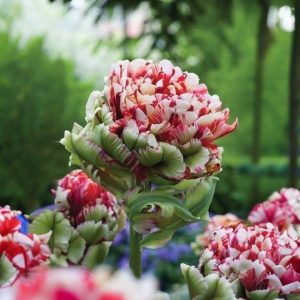 Тюльпан Дабл Флеминг Берд купить по цене от 249р. в интернет-магазине «Посадика» с доставкой почтой в в Ленинск-Кузнецкийе и по всей России – [изображение №1].