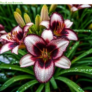 Лилейник Крим Сикл купить по цене от 799р. в интернет-магазине «Посадика» с доставкой почтой в в Ленинск-Кузнецкийе и по всей России – [изображение №1].