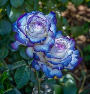 Роза Пэтолз Хоуп купить по цене от 333р. в интернет-магазине «Посадика» с доставкой почтой в в Ленинск-Кузнецкийе и по всей России – [изображение №1].