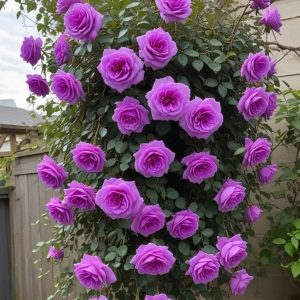 Роза Мистик Уайт купить по цене от 620р. в интернет-магазине «Посадика» с доставкой почтой в в Ленинск-Кузнецкийе и по всей России – [изображение №1].