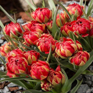 Тюльпан Ап Пинк купить по цене от 390р. в интернет-магазине «Посадика» с доставкой почтой в в Ленинск-Кузнецкийе и по всей России – [изображение №1].