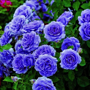 Роза Блю Мун купить по цене от 450р. в интернет-магазине «Посадика» с доставкой почтой в в Ленинск-Кузнецкийе и по всей России – [изображение №1].