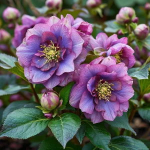 Морозник Айс Принцесс Чарм купить по цене от 650р. в интернет-магазине «Посадика» с доставкой почтой в в Ленинск-Кузнецкийе и по всей России – [изображение №1].