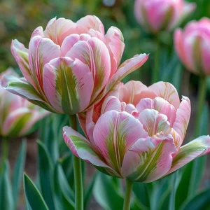 Тюльпан Аврора Принцес купить по цене от 345р. в интернет-магазине «Посадика» с доставкой почтой в в Ленинск-Кузнецкийе и по всей России – [изображение №1].