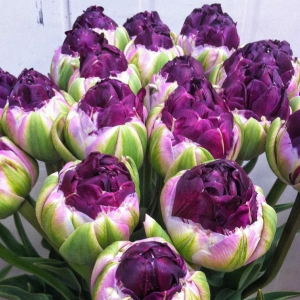 Тюльпан Анаконда купить по цене от 450р. в интернет-магазине «Посадика» с доставкой почтой в в Ленинск-Кузнецкийе и по всей России – [изображение №1].