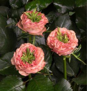 Роза Амбер Инчант купить по цене от 495р. в интернет-магазине «Посадика» с доставкой почтой в в Ленинск-Кузнецкийе и по всей России – [изображение №1].