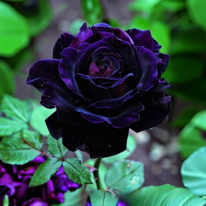 Роза Блэк Пантер купить по цене от 319р. в интернет-магазине «Посадика» с доставкой почтой в в Ленинск-Кузнецкийе и по всей России – [изображение №1].