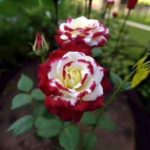 Роза Роял Глом купить по цене от 401р. в интернет-магазине «Посадика» с доставкой почтой в в Ленинск-Кузнецкийе и по всей России – [изображение №1].