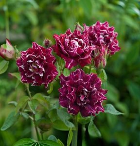 Роза Опаловый Пейзаж купить по цене от 490р. в интернет-магазине «Посадика» с доставкой почтой в в Ленинск-Кузнецкийе и по всей России – [изображение №1].