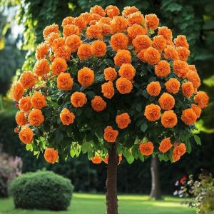 Роза Солнечный Шарм купить по цене от 349р. в интернет-магазине «Посадика» с доставкой почтой в в Ленинск-Кузнецкийе и по всей России – [изображение №1].