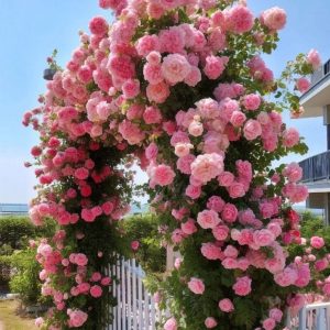 Роза Пастель Розе купить по цене от 605р. в интернет-магазине «Посадика» с доставкой почтой в в Ленинск-Кузнецкийе и по всей России – [изображение №1].