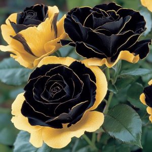 Роза Ханни Сикл купить по цене от 700р. в интернет-магазине «Посадика» с доставкой почтой в в Ленинск-Кузнецкийе и по всей России – [изображение №1].