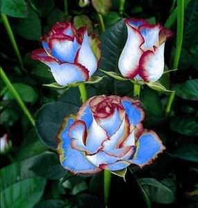 Роза Сафайер Пэтл купить по цене от 450р. в интернет-магазине «Посадика» с доставкой почтой в в Ленинск-Кузнецкийе и по всей России – [изображение №1].