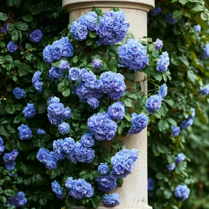 Роза плетистая Блю Перпл купить по цене от 540р. в интернет-магазине «Посадика» с доставкой почтой в в Ленинск-Кузнецкийе и по всей России – [изображение №1].